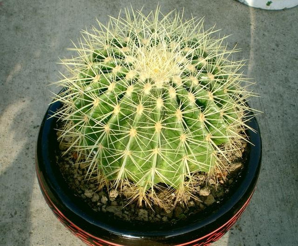 【家裝知識(shí)】七款“吸毒”植物,室內(nèi)的天然空氣凈化器