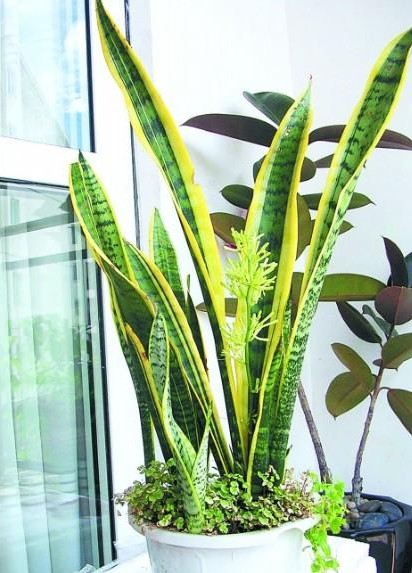 【家裝知識(shí)】七款“吸毒”植物,室內(nèi)的天然空氣凈化器