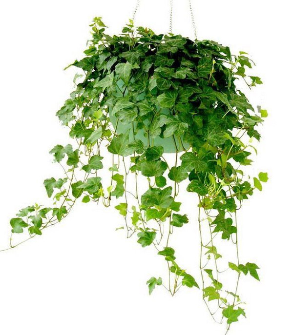 【家裝知識(shí)】七款“吸毒”植物,室內(nèi)的天然空氣凈化器