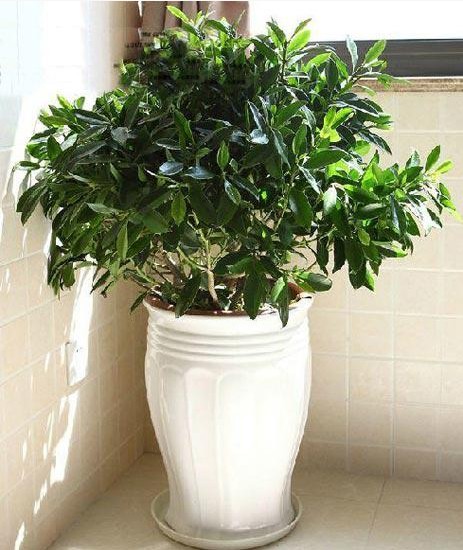 【家裝知識(shí)】七款“吸毒”植物,室內(nèi)的天然空氣凈化器