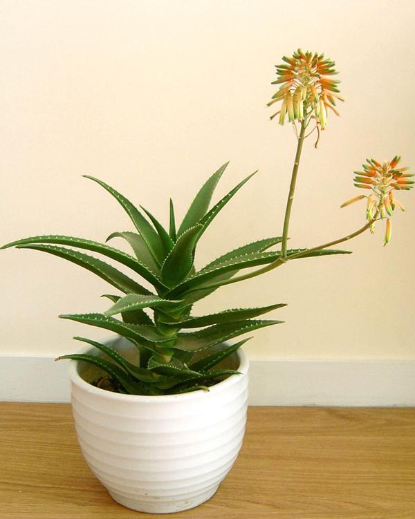 【家裝知識(shí)】七款“吸毒”植物,室內(nèi)的天然空氣凈化器