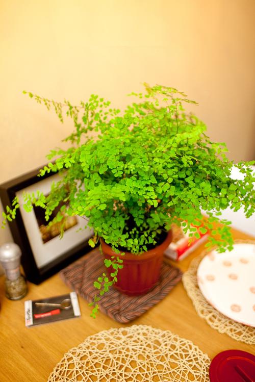 【家裝知識(shí)】七款“吸毒”植物,室內(nèi)的天然空氣凈化器