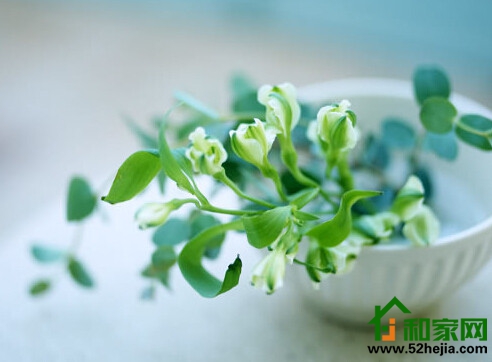 清新家居,好運常伴-家裝植物擺放風水 清新家居,好運常伴-家裝植物擺放風水