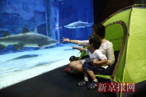 海洋課堂搬進鯊魚館