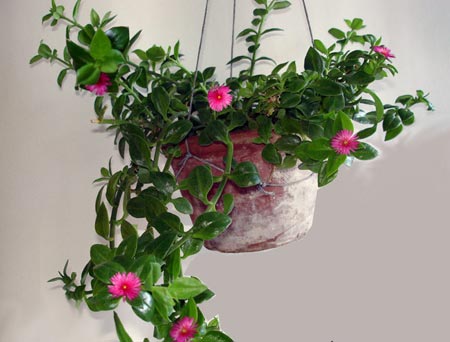 家居植物風水擺設