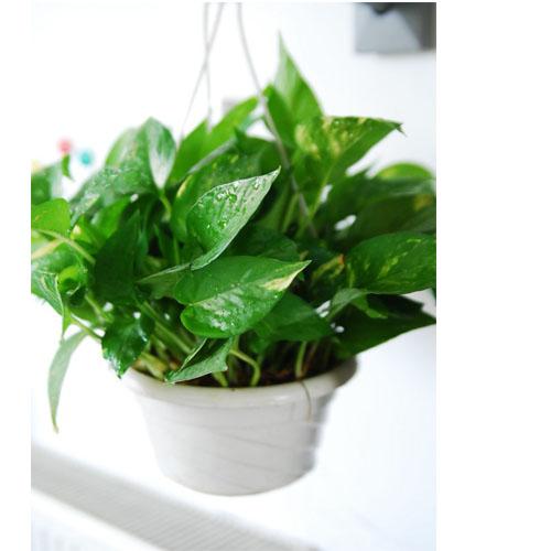 家居植物風水擺設