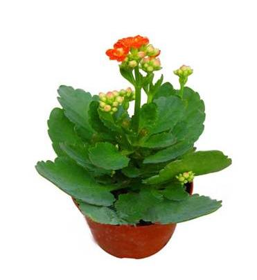 家居植物風水擺設