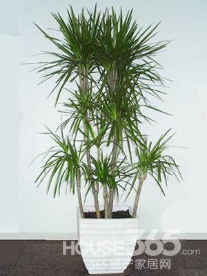 夏季室內(nèi)植物 夏季室內(nèi)植物