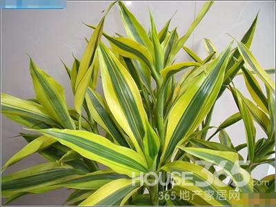 夏季適合養(yǎng)什么植物 夏季適合養(yǎng)什么植物