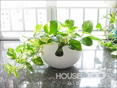 室內(nèi)植物 室內(nèi)植物