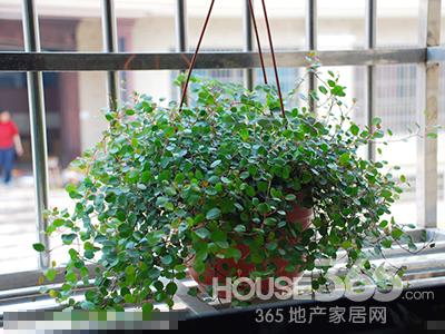 臥室植物 臥室植物