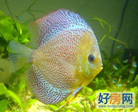 家居養魚風水知識 風水魚能吃嗎?