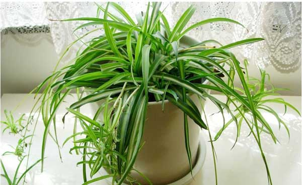 解讀家居室內植物風水 室內植物擺放風水知識