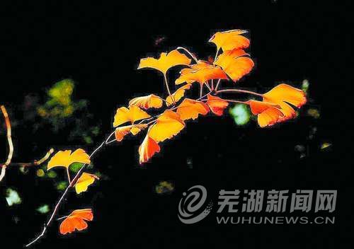 蕪湖退休老年攝影族愛(ài)用鏡頭記錄炫彩生活