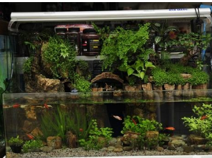 家居養魚風水小知識,魚的數目和顏色皆有講究