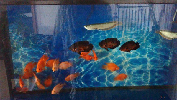 家居養魚風水小知識,魚的數目和顏色皆有講究
