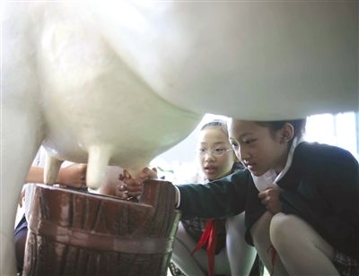 北京朝陽公園,小學生在體驗擠牛奶。新京報記者 浦峰 攝