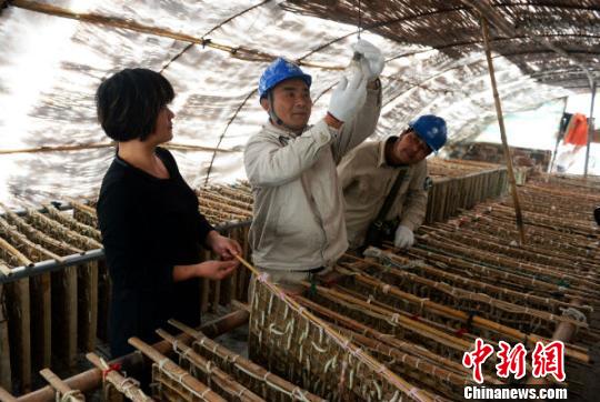 兩名電工在養蠶專業戶崔成根家大棚內檢測用電設備。 吳江 攝
