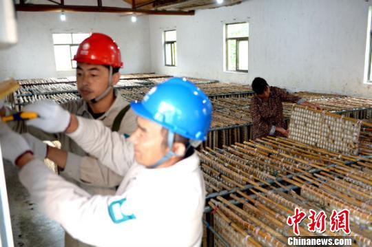 兩名電工在養蠶專業戶崔成根家大棚內檢測用電設備。 吳江 攝