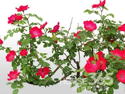 養花風水禁忌 養花風水禁忌