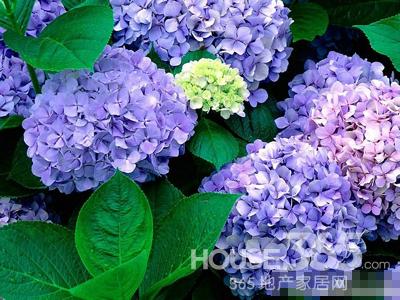 風水禁忌 風水禁忌