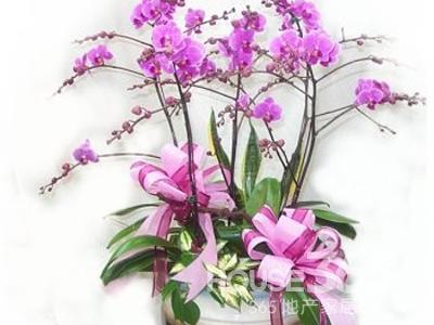 室內養花風水禁忌 室內養花風水禁忌