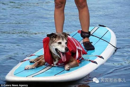 老年狗狗的幾十個心愿 被一群熱情網友完成了