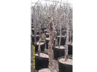 營養缽裝樹樁月季 南陽市臥龍區恒藝月季苑