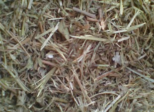 花生秧營養價值河南南陽花生秧 企匯網