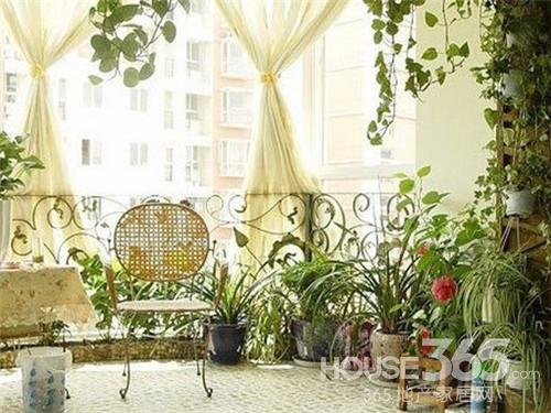 室內綠植擺放知識如何旺財又旺運